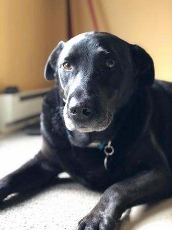 Meet our Bachelor, Bo!