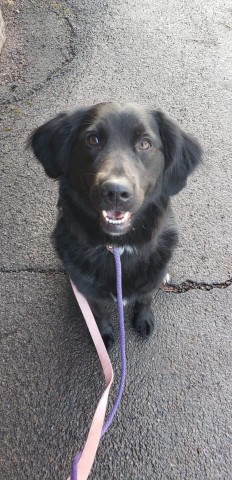 BELLA
