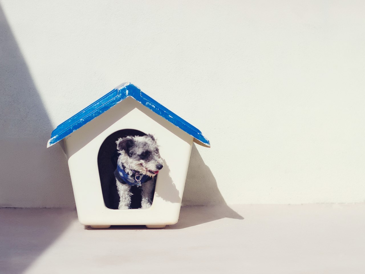 Yay! All of our dogs have been adopted